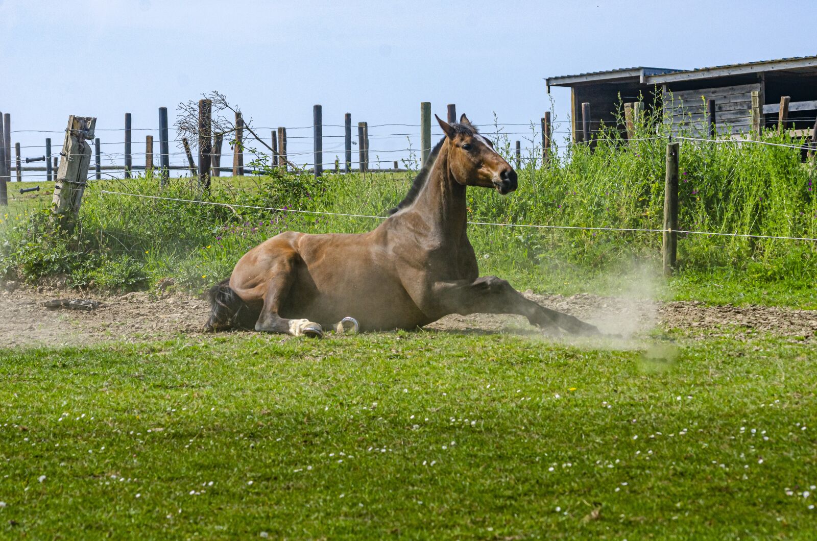 Nikon D7000 sample photo. Horse, horses, field photography