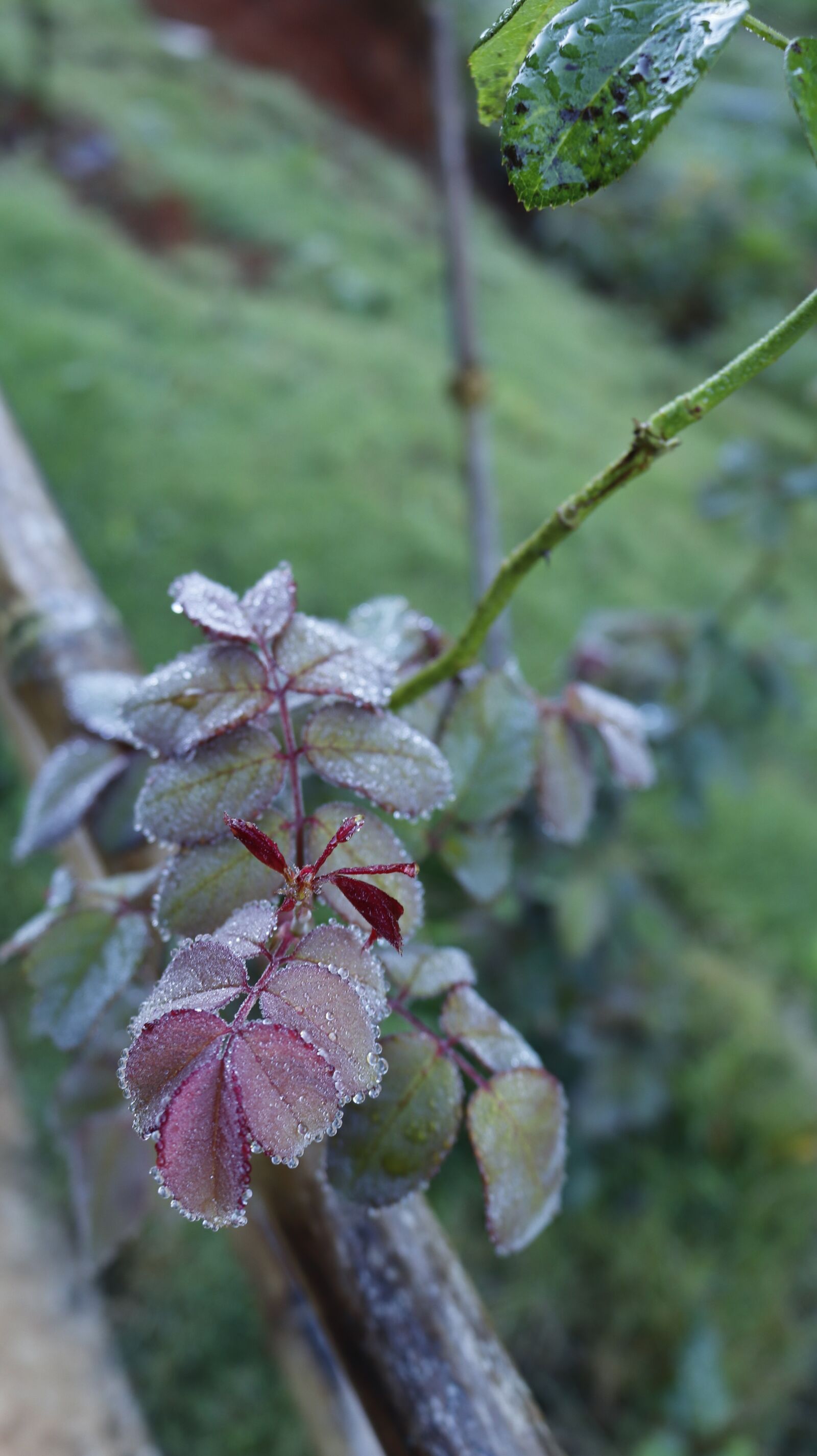 Canon EOS 77D (EOS 9000D / EOS 770D) + Canon EF-S 18-55mm F3.5-5.6 IS STM sample photo. Flower, rose, spring photography