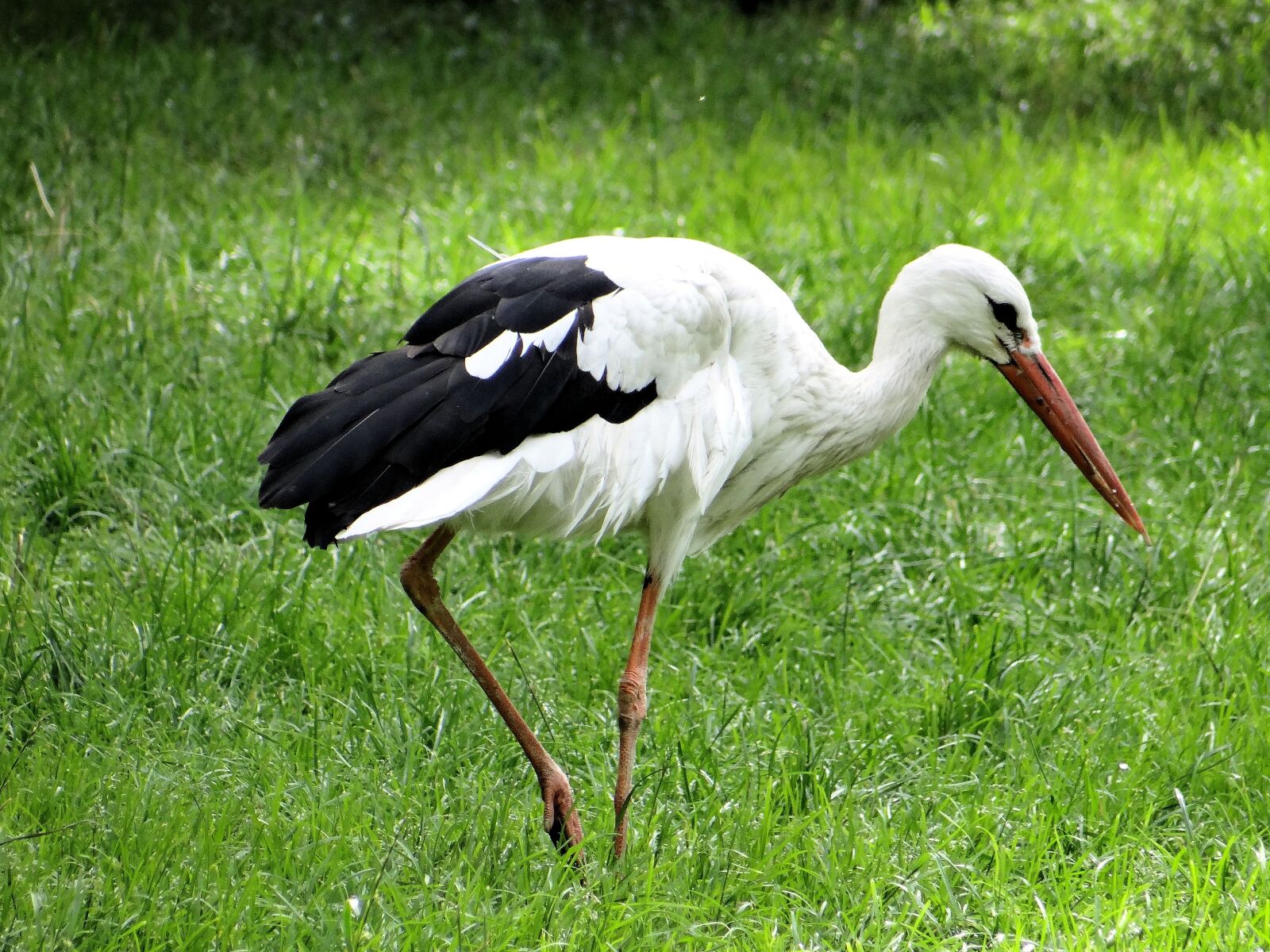 Sony DSC-HX200V sample photo. White stork, ciconia ciconia photography
