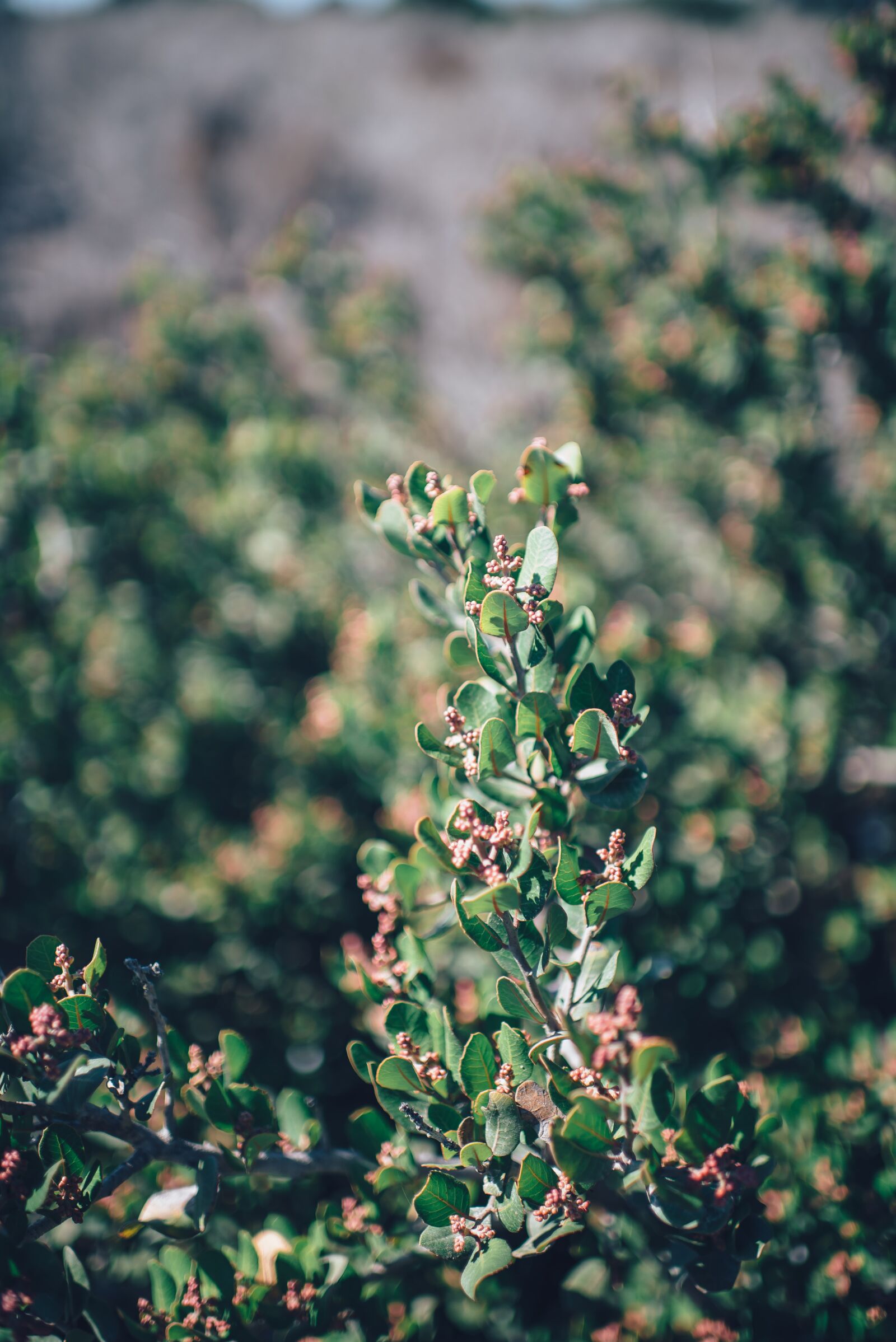 Nikon D610 sample photo. Blooming, branch, close-up photography