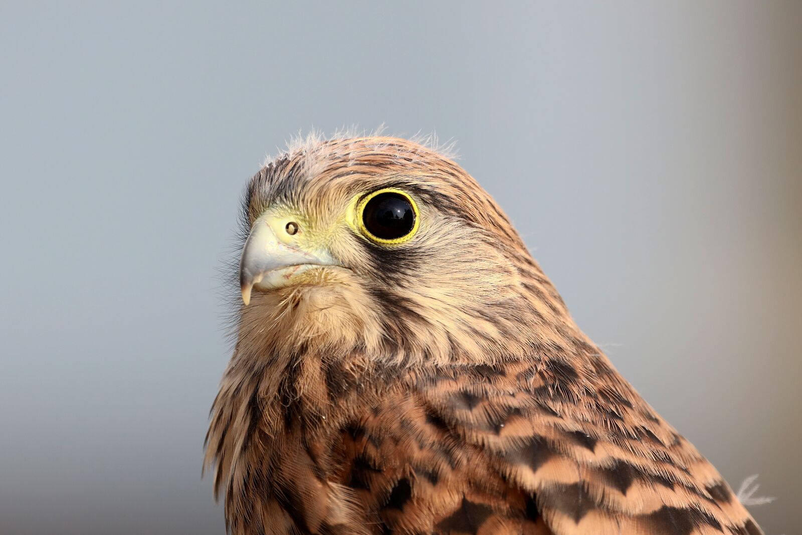 Canon EOS R sample photo. Falcon, young hawk, bird photography