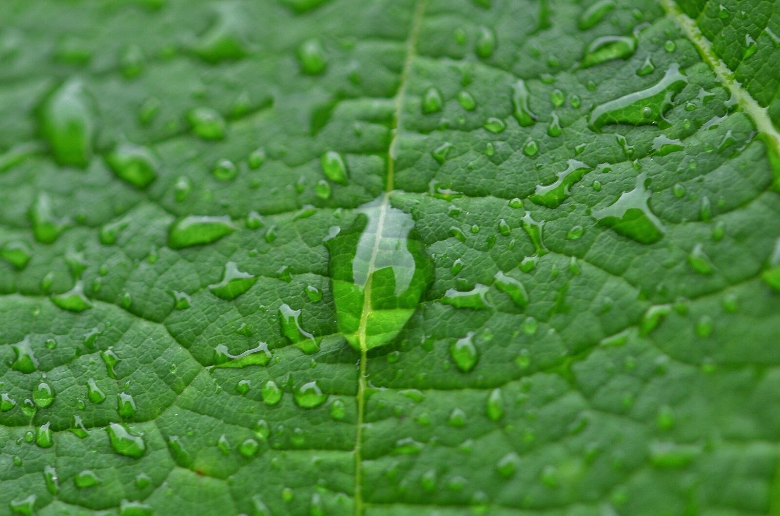 Nikon D7000 sample photo. Natur, leaf, natural photography