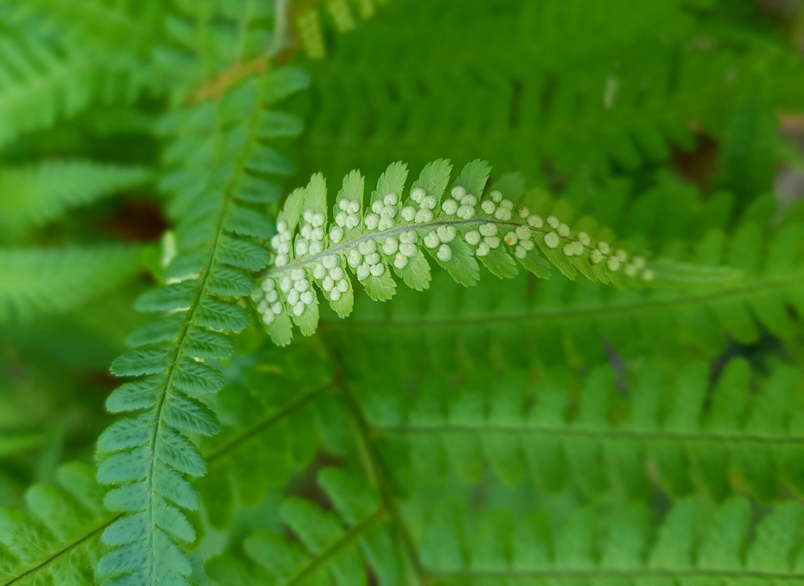 Samsung Galaxy S7 sample photo. Fern, fern leaves, plant photography