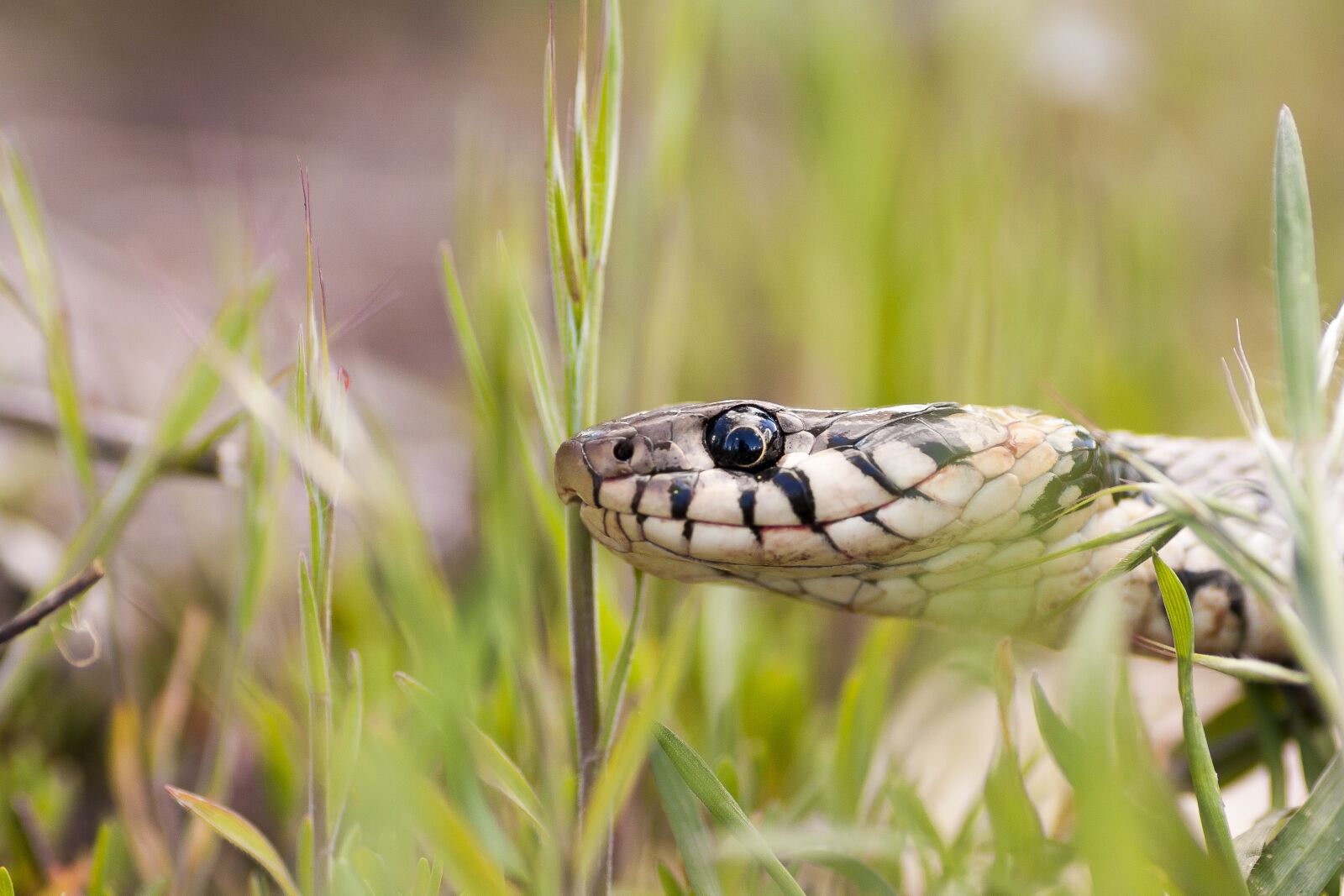 Canon EOS 40D sample photo. Snake, macro, reptile photography