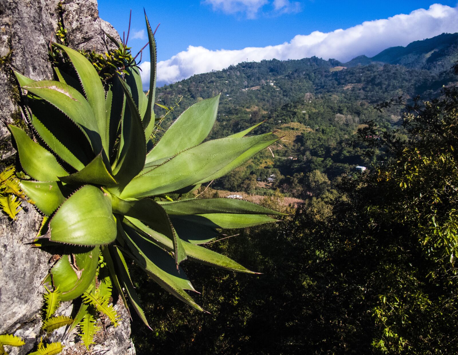 Canon PowerShot G10 sample photo. Maguey, wild, green photography