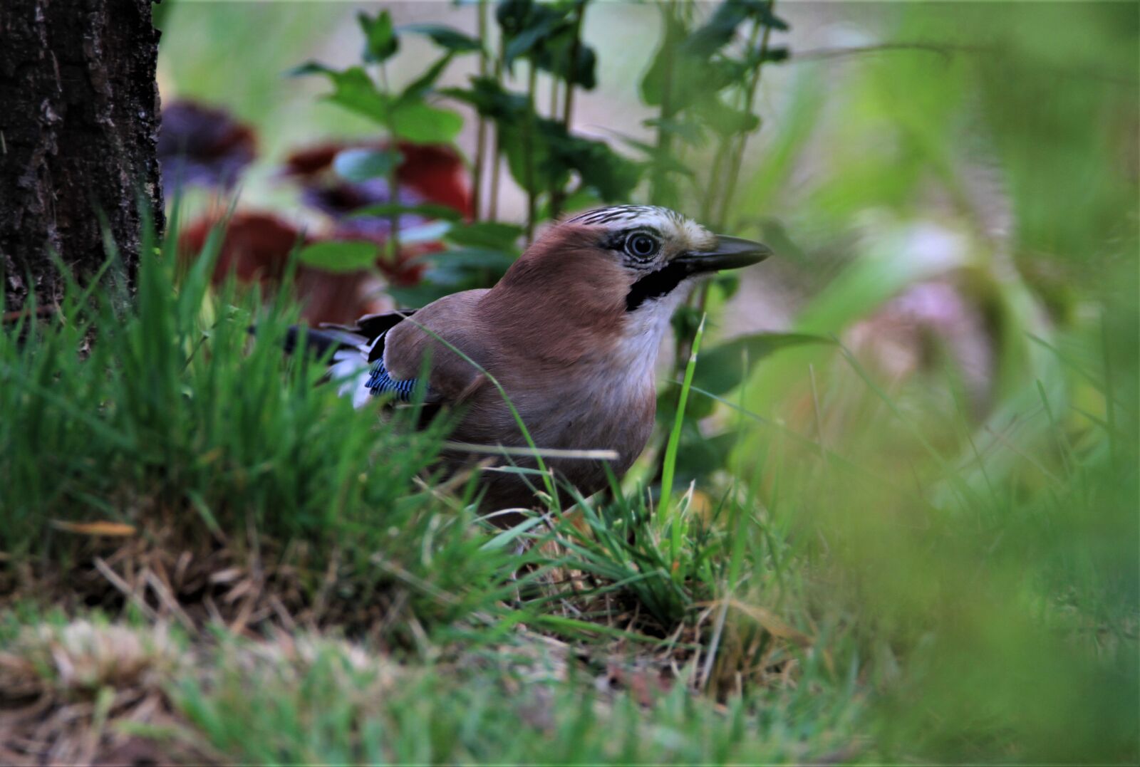 Tamron SP 150-600mm F5-6.3 Di VC USD sample photo. Jay, bird, songbird photography