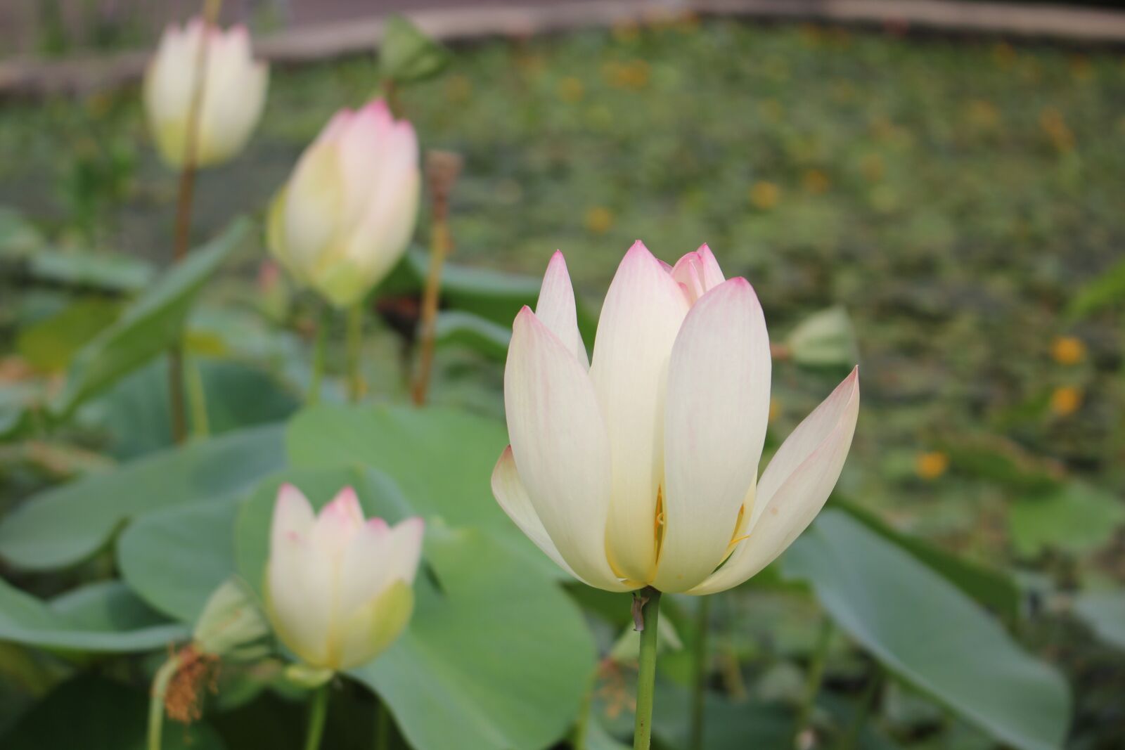 Canon EOS 550D (EOS Rebel T2i / EOS Kiss X4) sample photo. Lotus, lotus leaf, pond photography