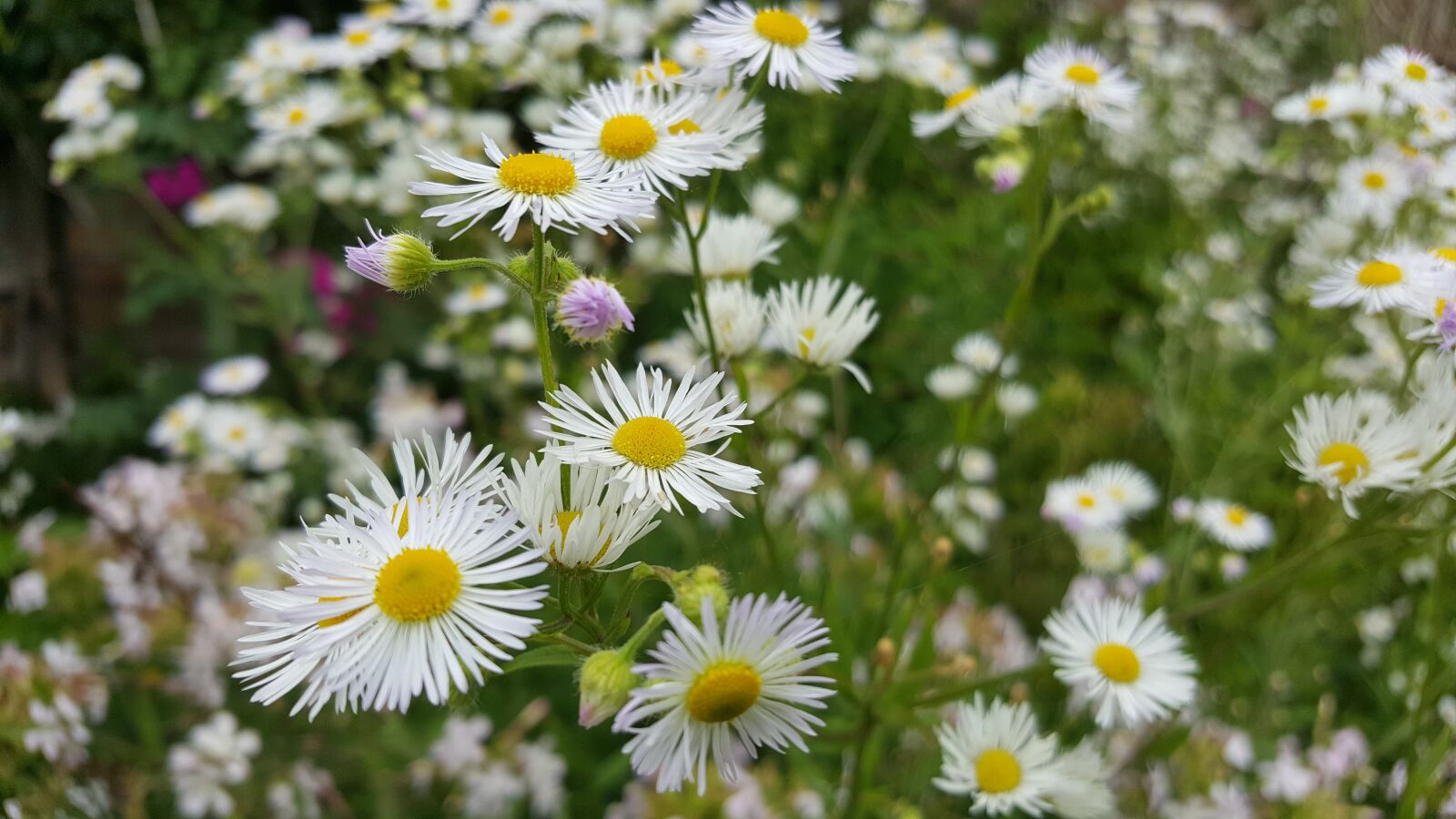 Samsung Galaxy S6 sample photo. Flowers, flower, aster photography