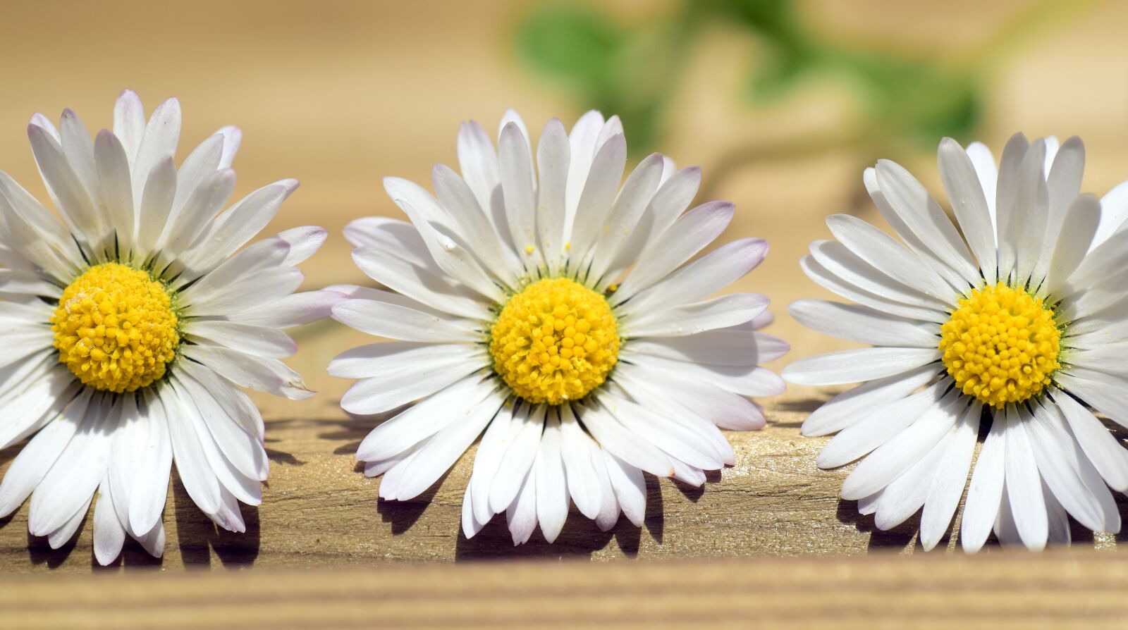 Nikon D3300 sample photo. Daisy, summer, flower photography