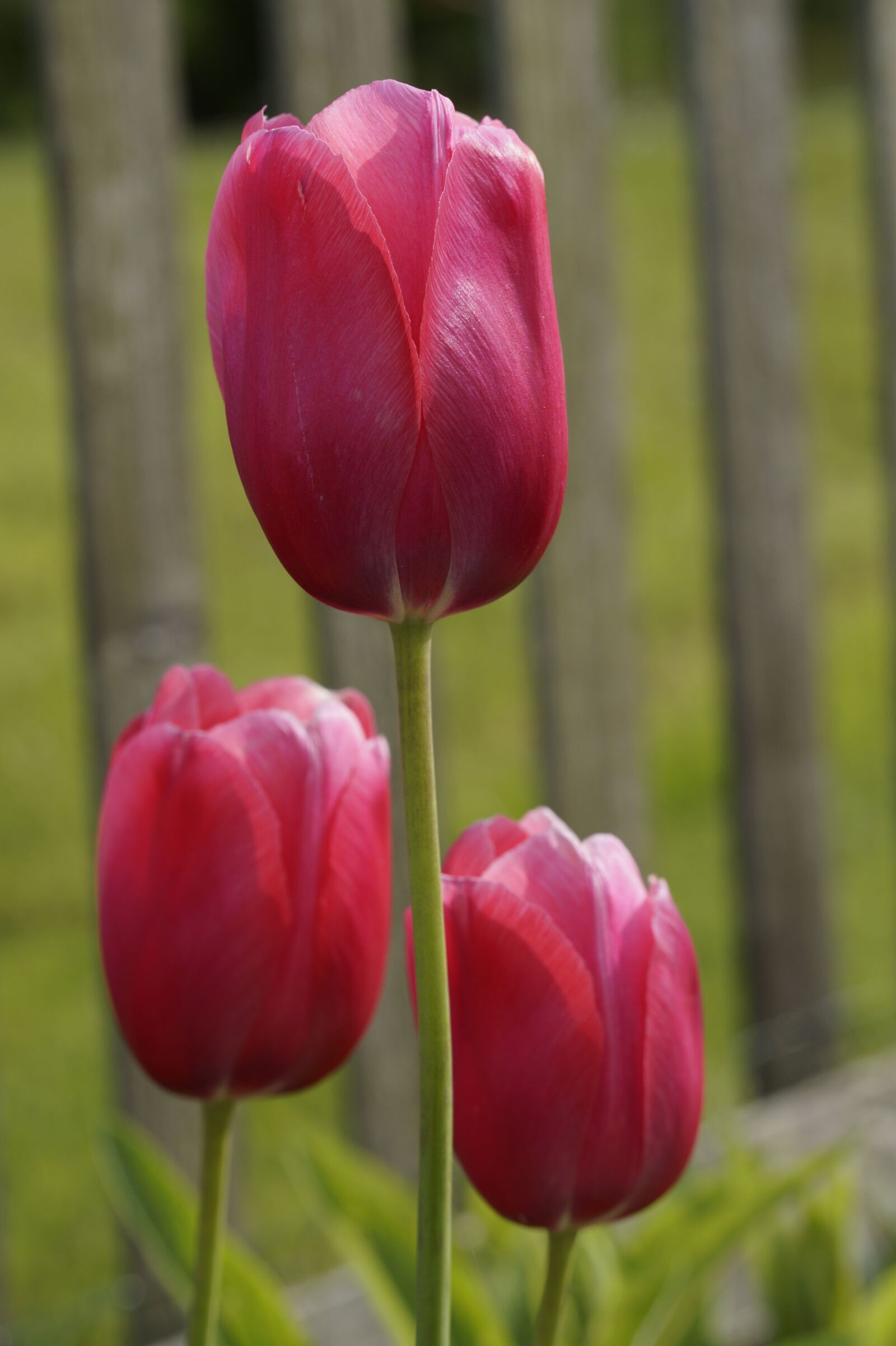Sony SLT-A58 sample photo. Tulip, red, garden photography