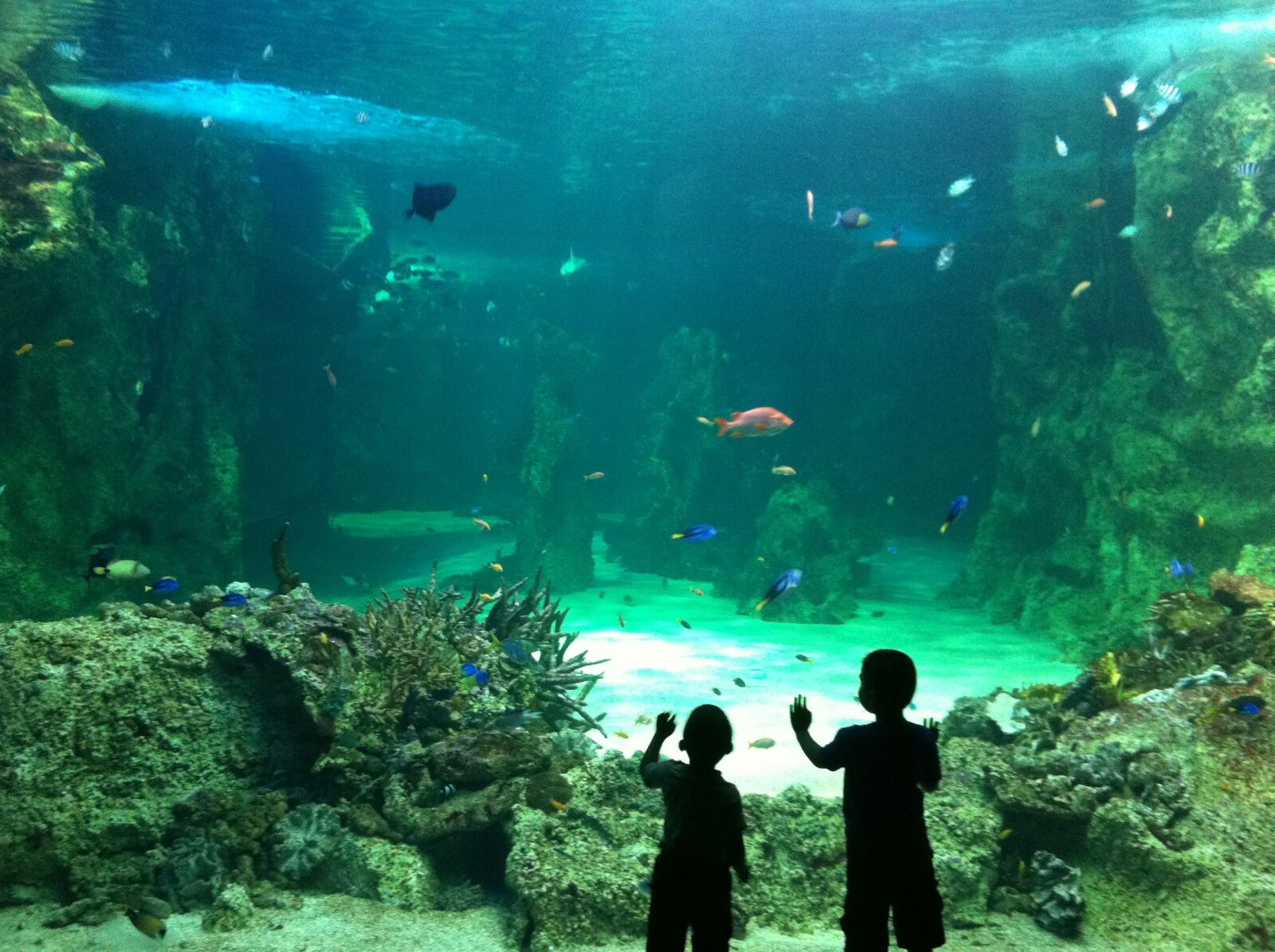Apple iPhone 4 sample photo. Sealife, kids, water photography