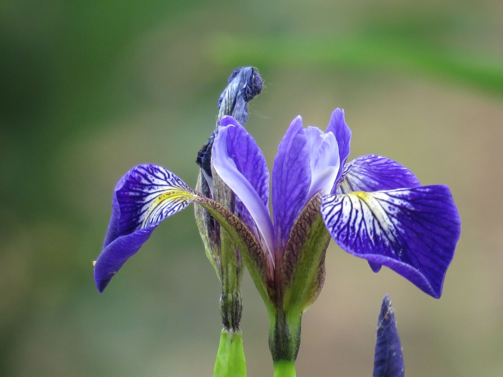 Canon PowerShot SX60 HS sample photo. Flower, close up, garden photography