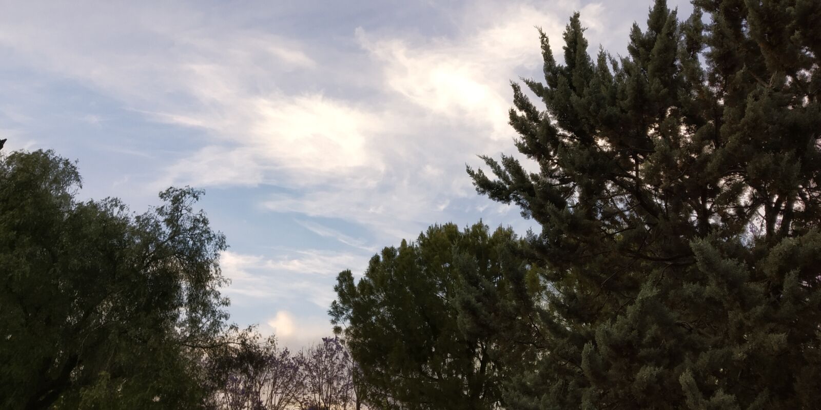 Xiaomi Redmi S2 sample photo. Nature, trees, natur photography