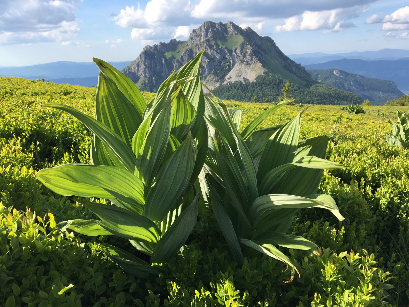 iPhone 6s back camera 4.15mm f/2.2 sample photo. Green, mountain, slovakia photography