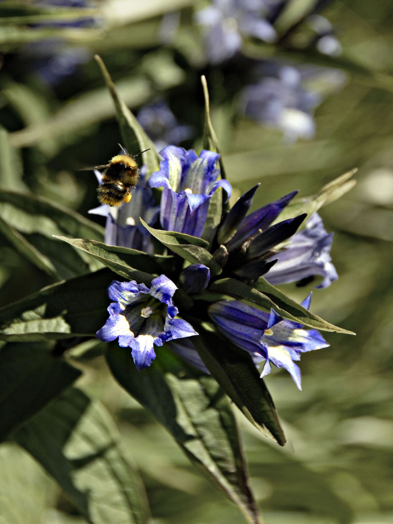 Nikon D200 sample photo. Flower, bumble-bee, insect photography