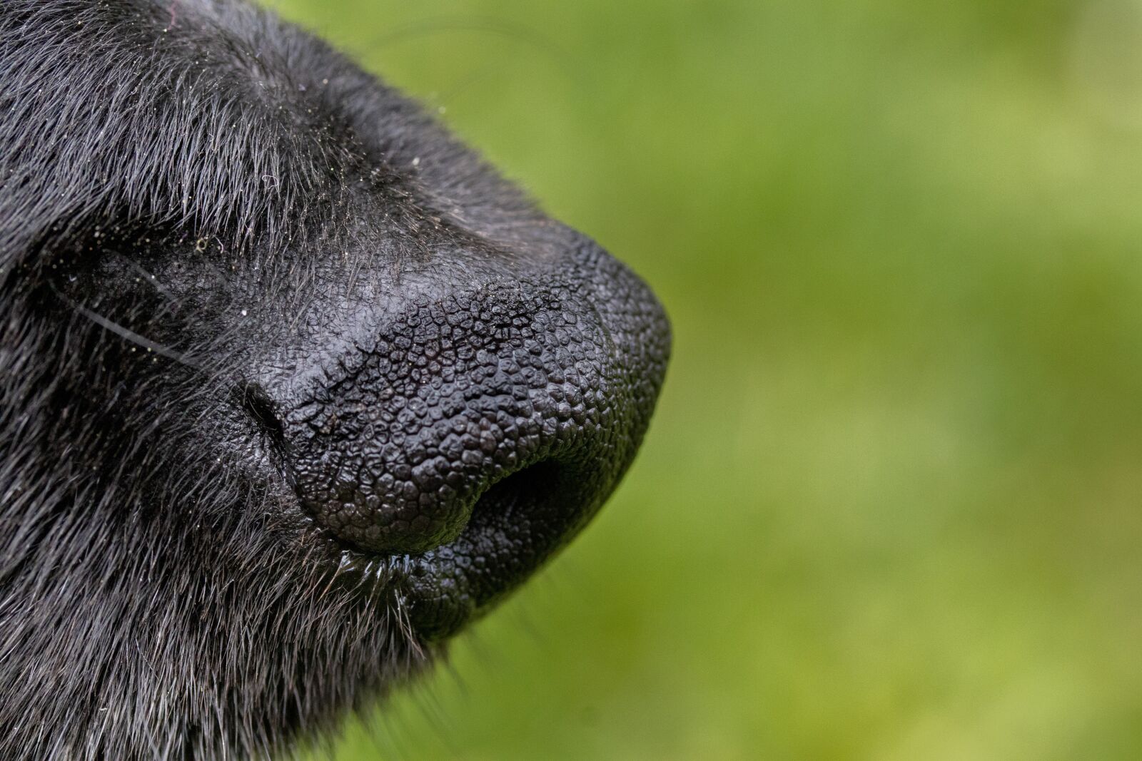 Canon EF-S 60mm F2.8 Macro USM sample photo. Dog, nose, muzzle photography