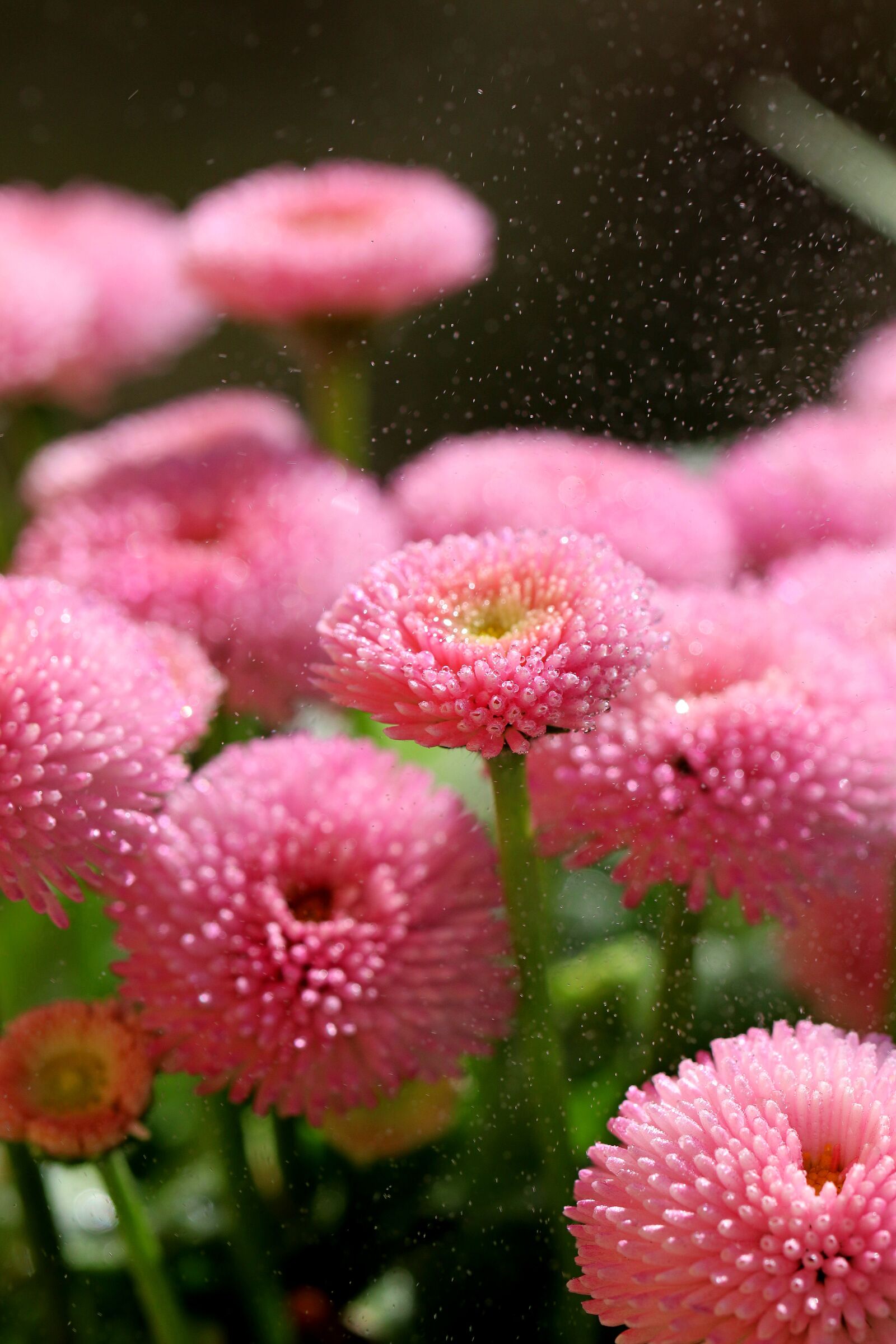 Canon EOS 80D sample photo. Flower, pink, garden photography