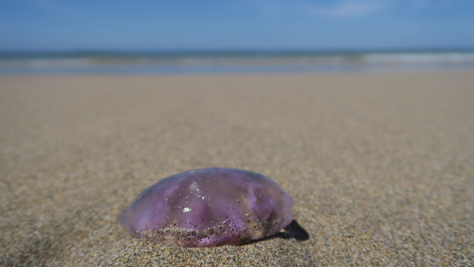 Canon PowerShot G5 X sample photo. Jellyfish, feuerqualle, beach photography