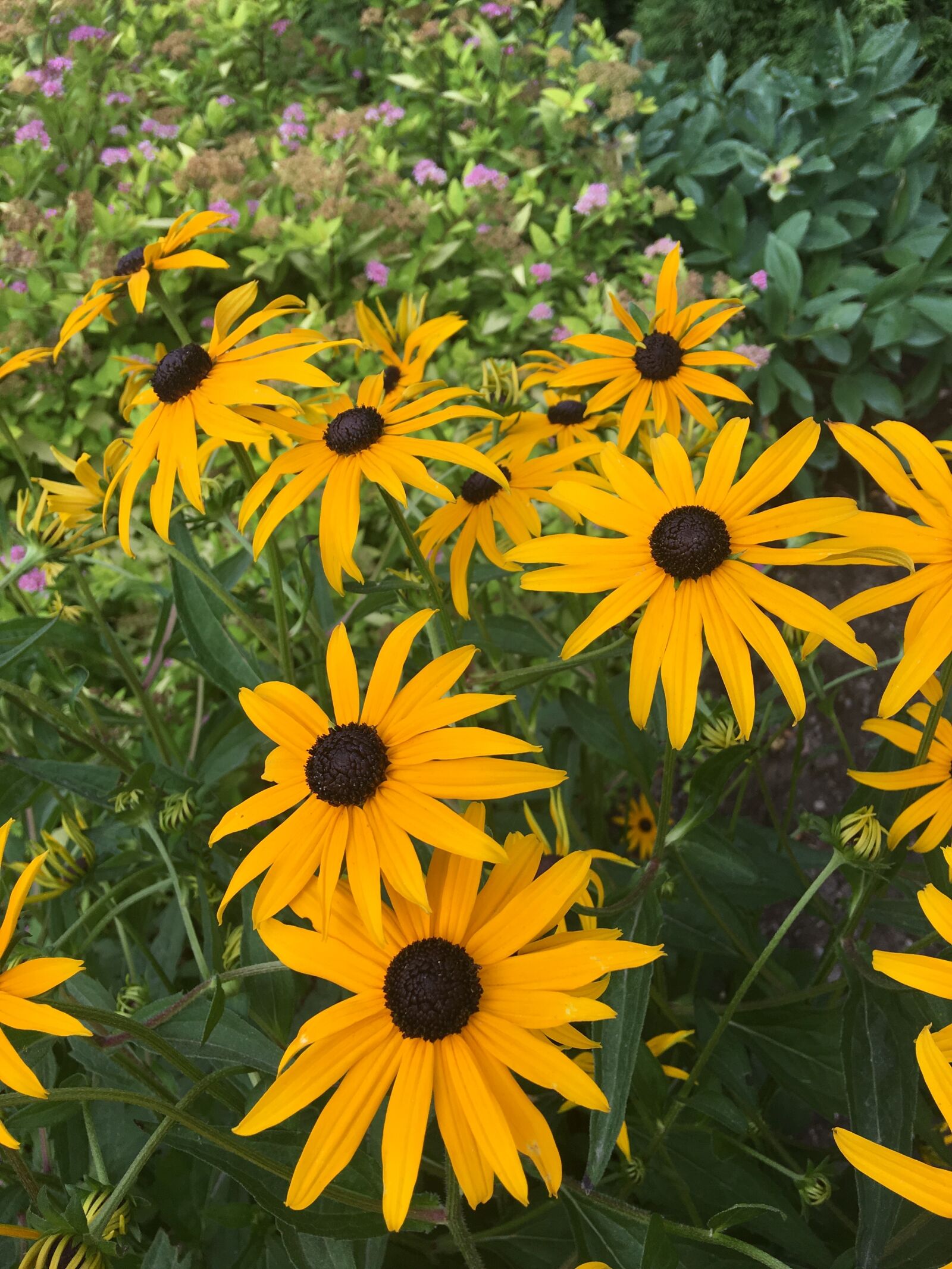 Apple iPhone 6s Plus sample photo. Flowers, sun flower, summer photography