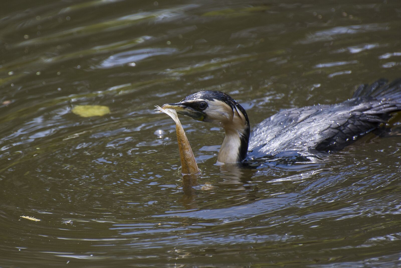 Nikon D7100 sample photo. Bird, food, melbourne photography