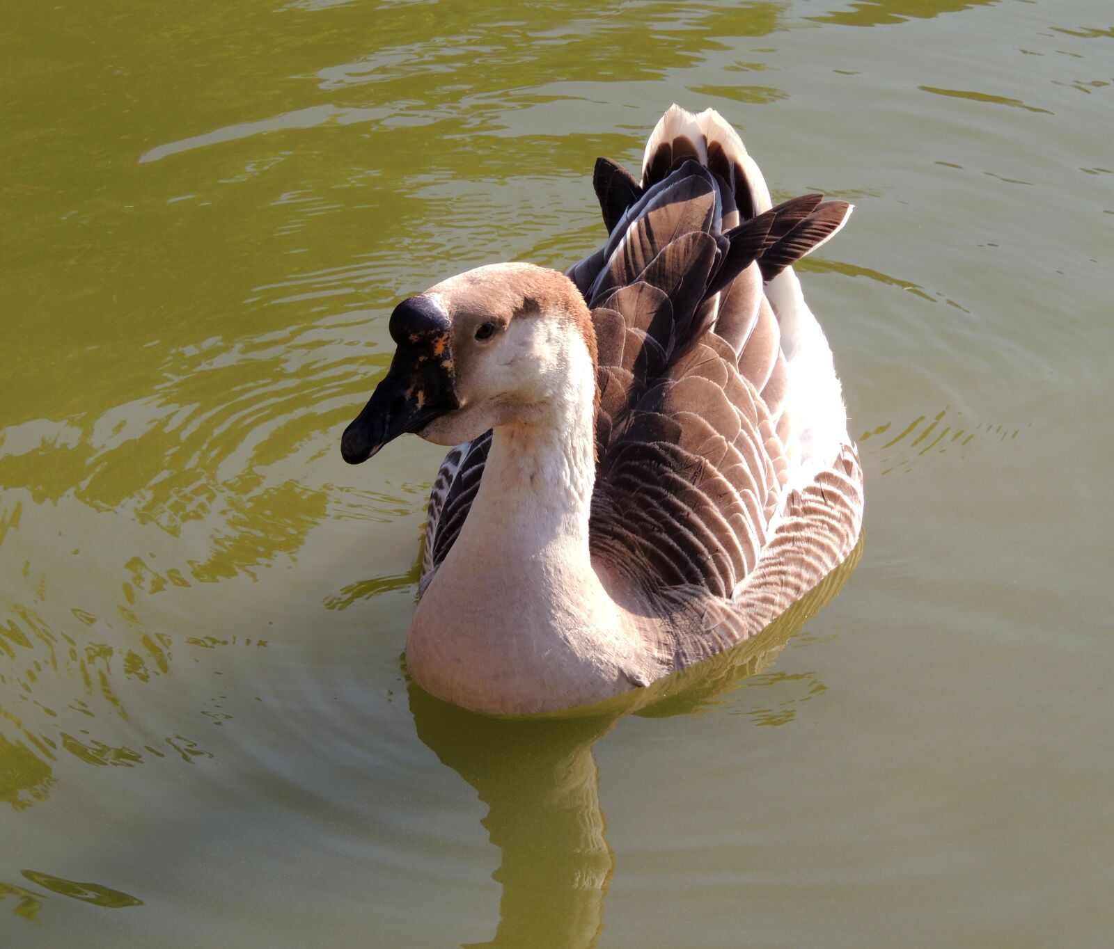 Nikon Coolpix P510 sample photo. Duck, lake, swimming photography