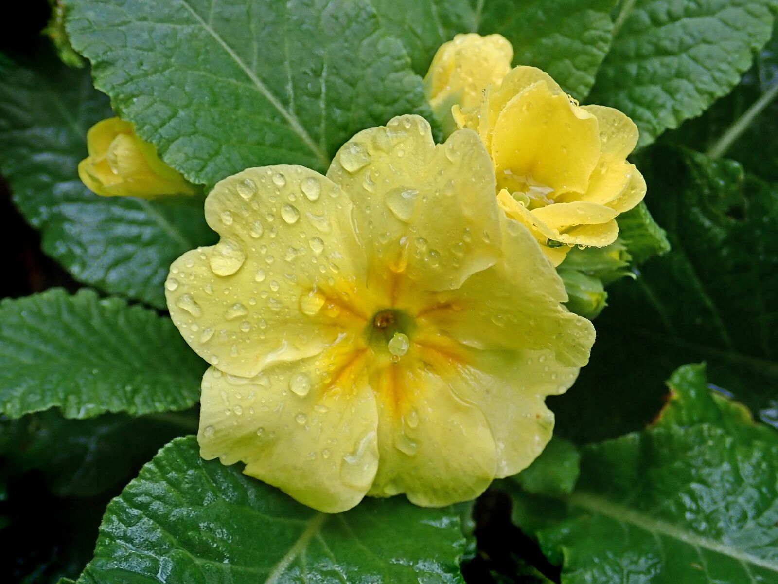 Olympus TG-5 sample photo. Flower, yellow, primrose photography