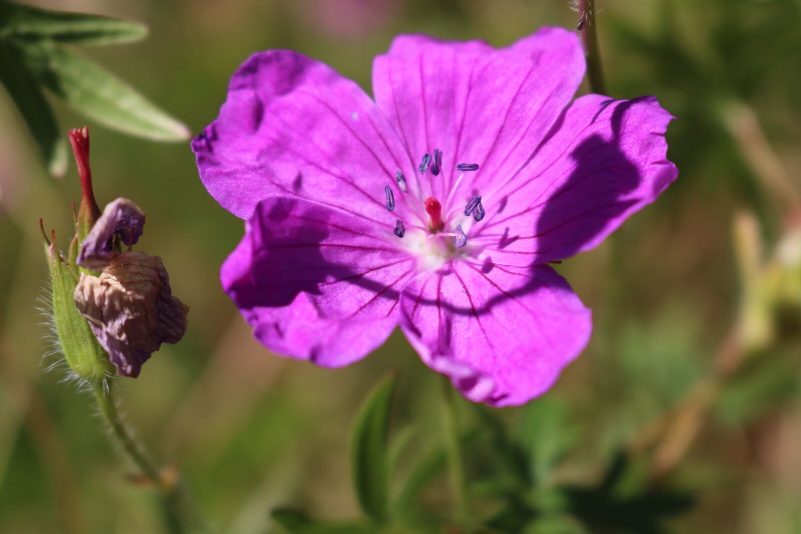 Canon EOS 750D (EOS Rebel T6i / EOS Kiss X8i) sample photo. Flower, nature, pink photography