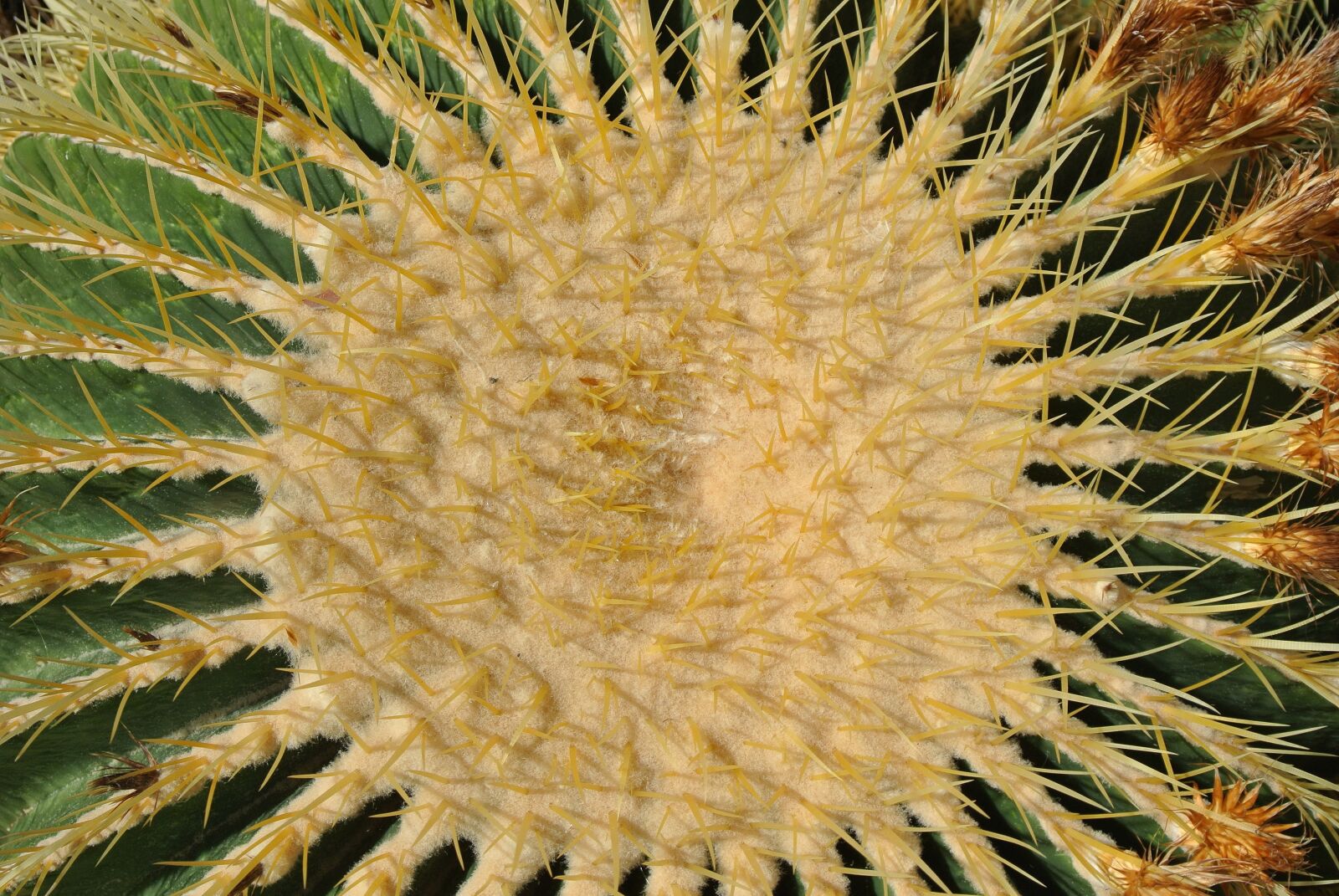 Nikon 1 J1 sample photo. Cactus, plant, nature photography
