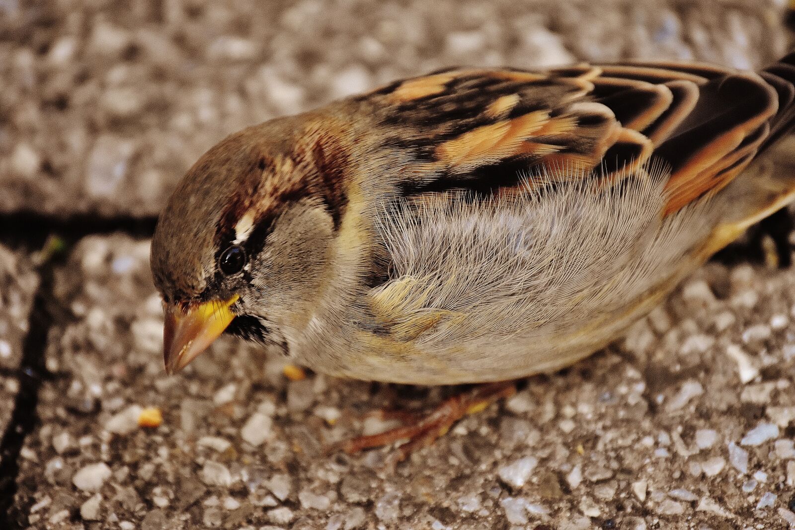 Nikon D7200 sample photo. Sparrow, bird, small photography