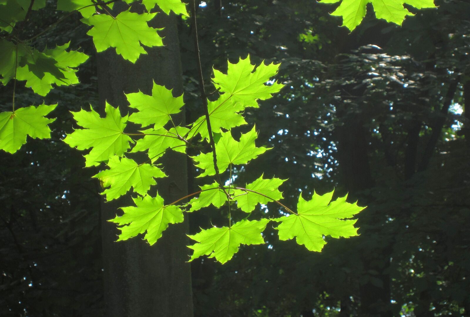 Canon PowerShot ELPH 300 HS (IXUS 220 HS / IXY 410F) sample photo. Leaves, green, sunlight photography