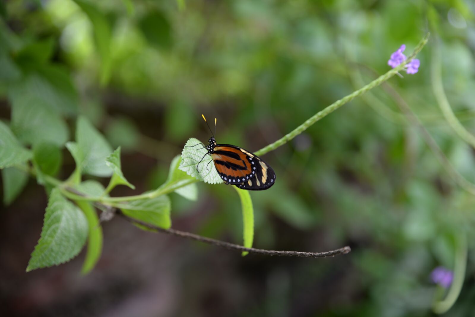 Nikon D610 sample photo. Nature, insect, leaf photography