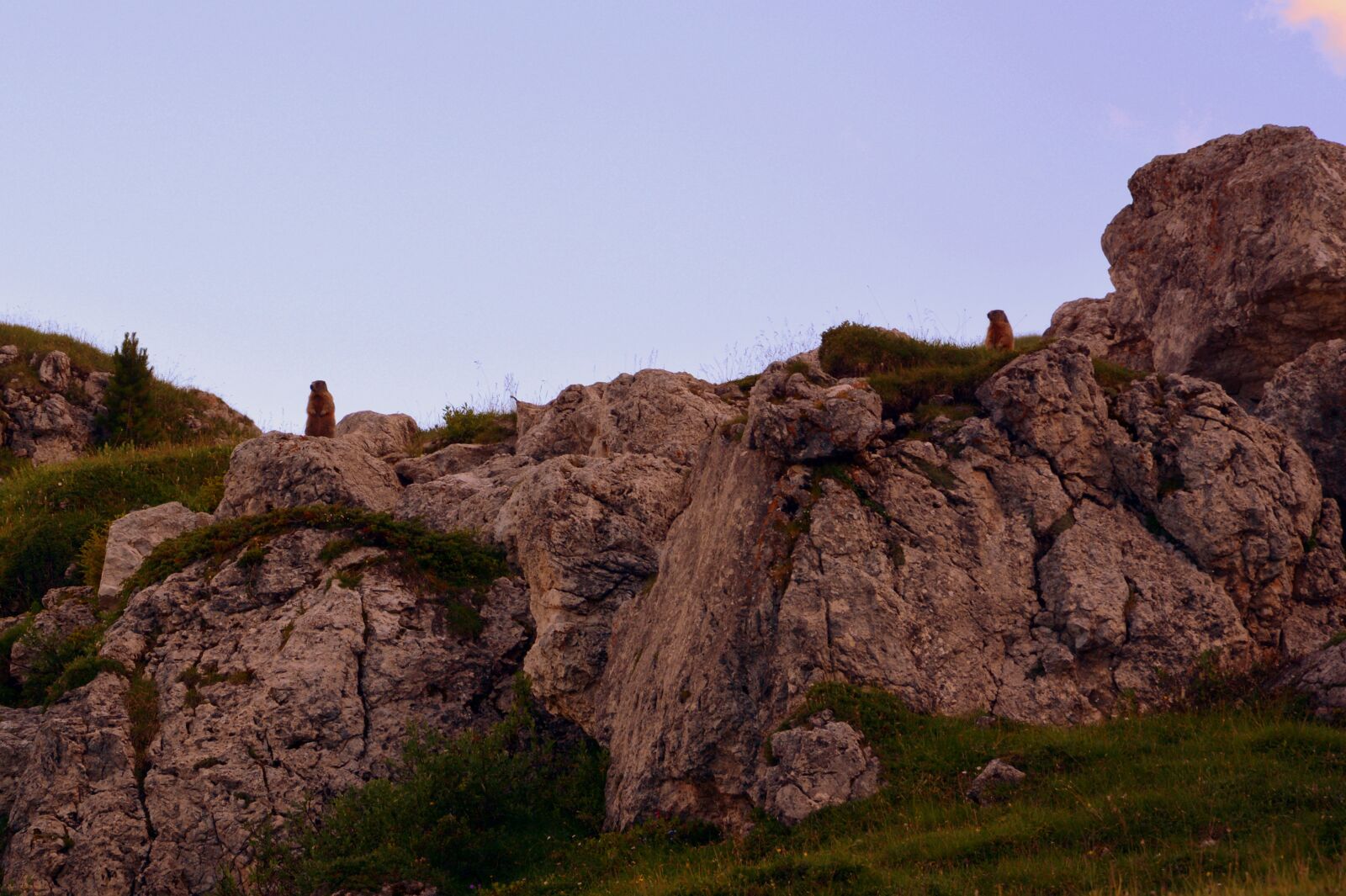 Nikon D7100 sample photo. Marmots, rocks, mountain photography