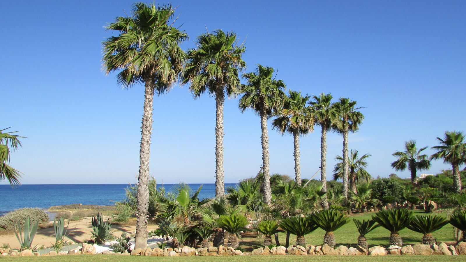 Canon PowerShot SX400 IS sample photo. Palm, tree, sea photography