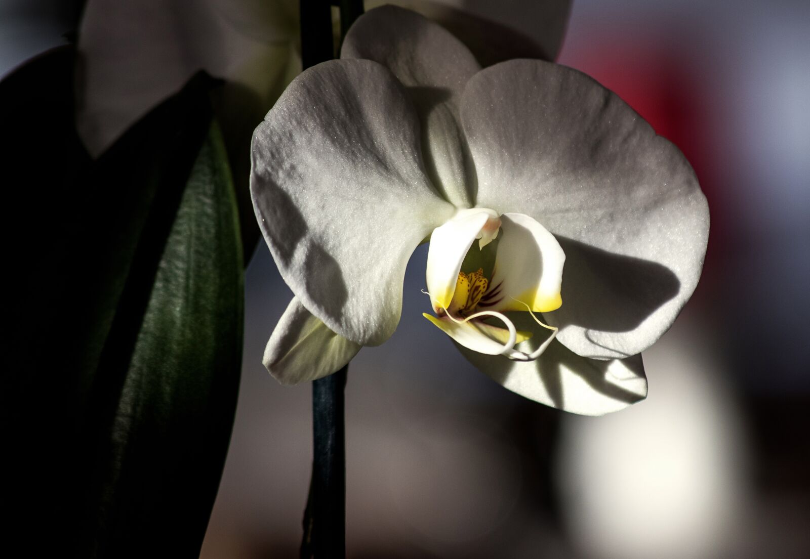Canon EOS 80D sample photo. Orchid, flower, plant photography