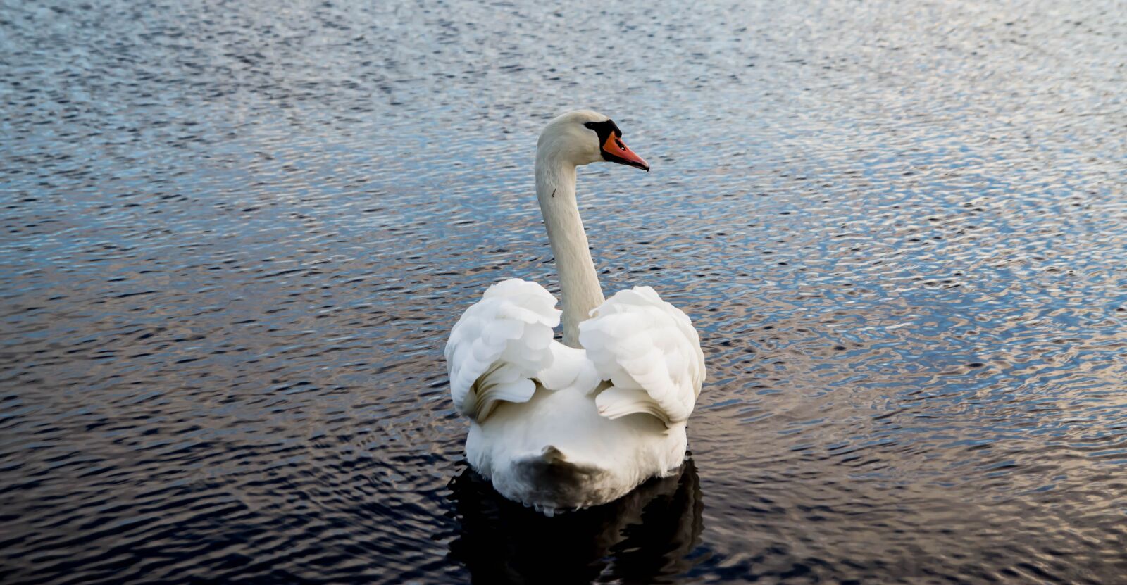 Tamron SP AF 17-50mm F2.8 XR Di II LD Aspherical (IF) sample photo. Nature, white, swan photography