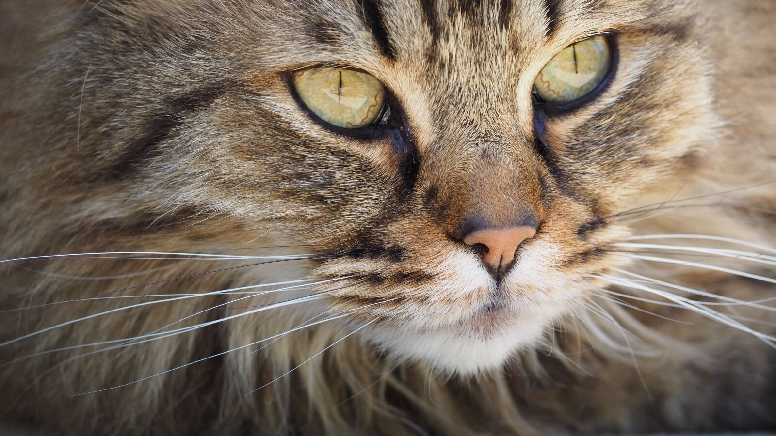 Olympus OM-D E-M10 II sample photo. Cat, feline, portrait photography