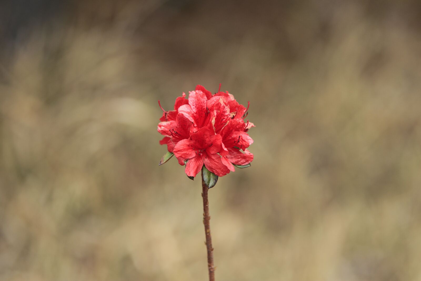 Canon EOS 7D sample photo. Pohang, everywhere park, flowers photography