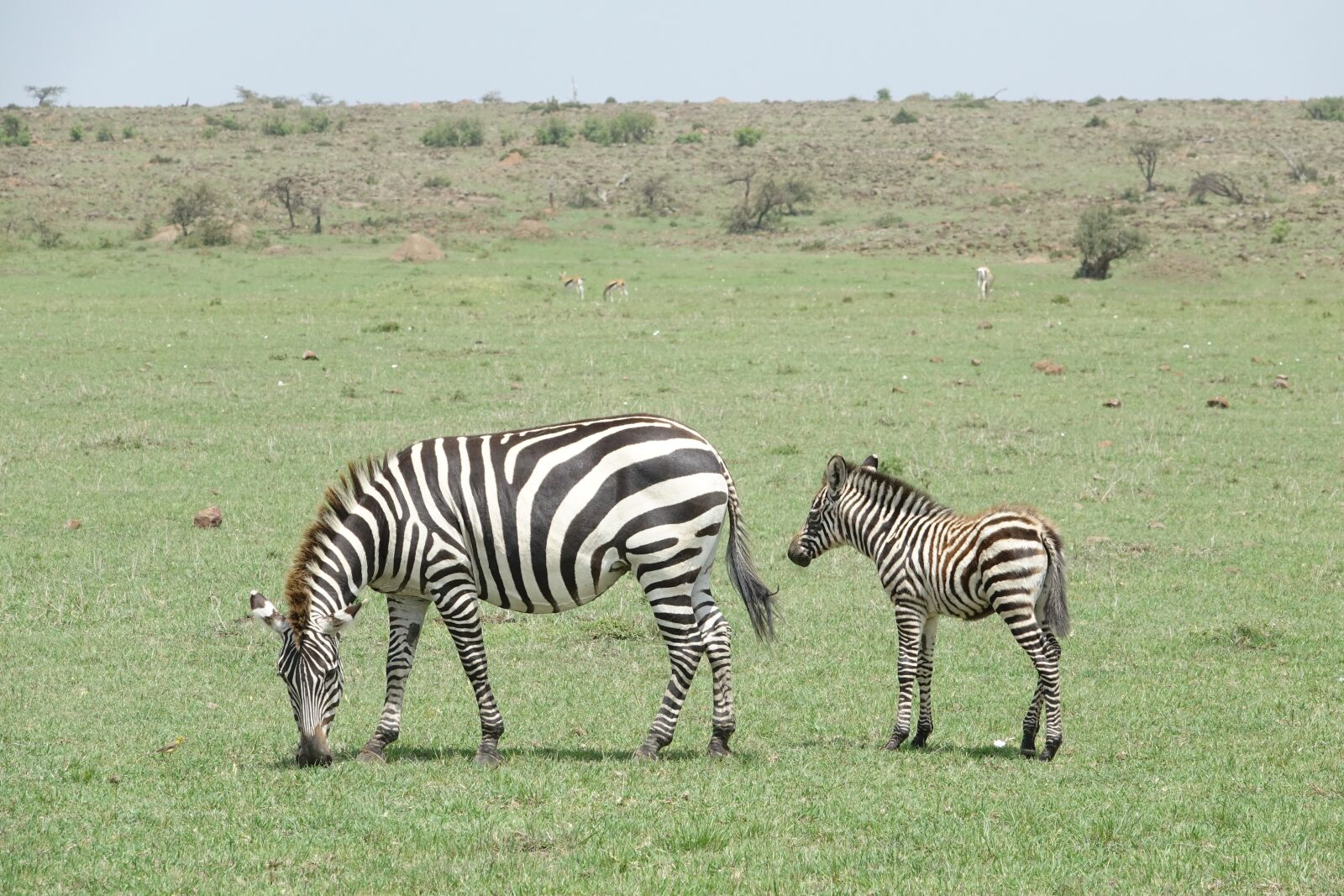 Sony Cyber-shot DSC-RX10 III sample photo. Zebra, safari, animal photography