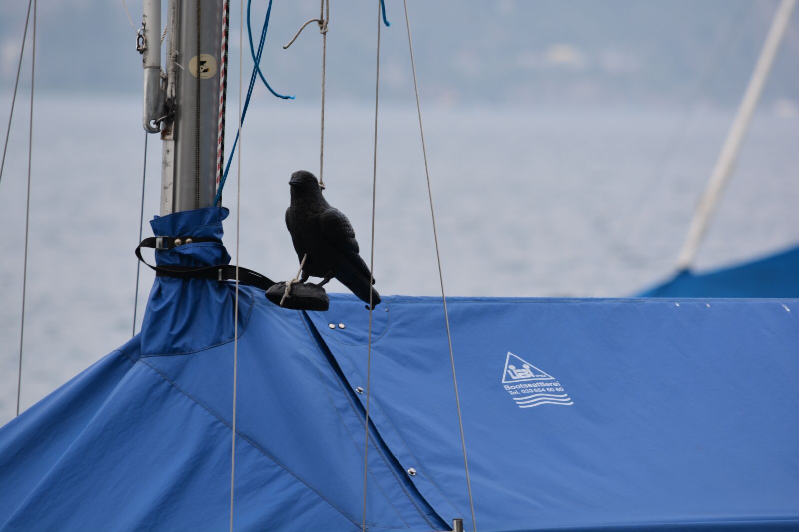 Nikon D7100 sample photo. Bird, tourism, nature photography