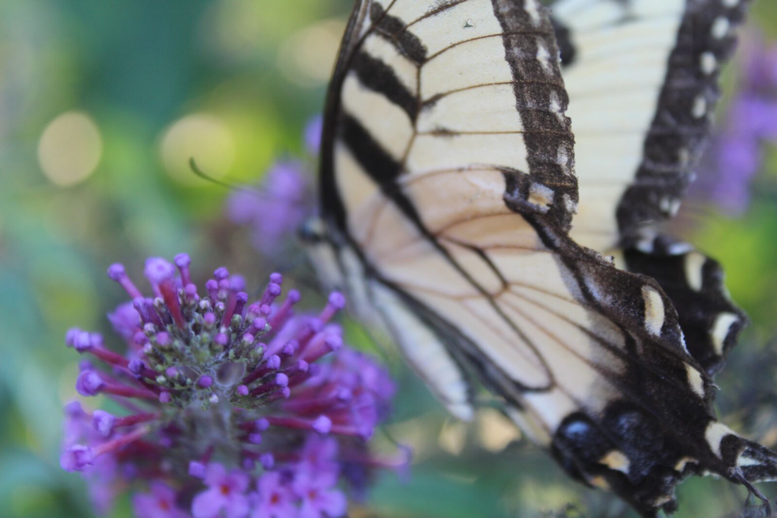 Canon EF-S 18-55mm F3.5-5.6 IS II sample photo. Butterfly eating, butterfly bush photography