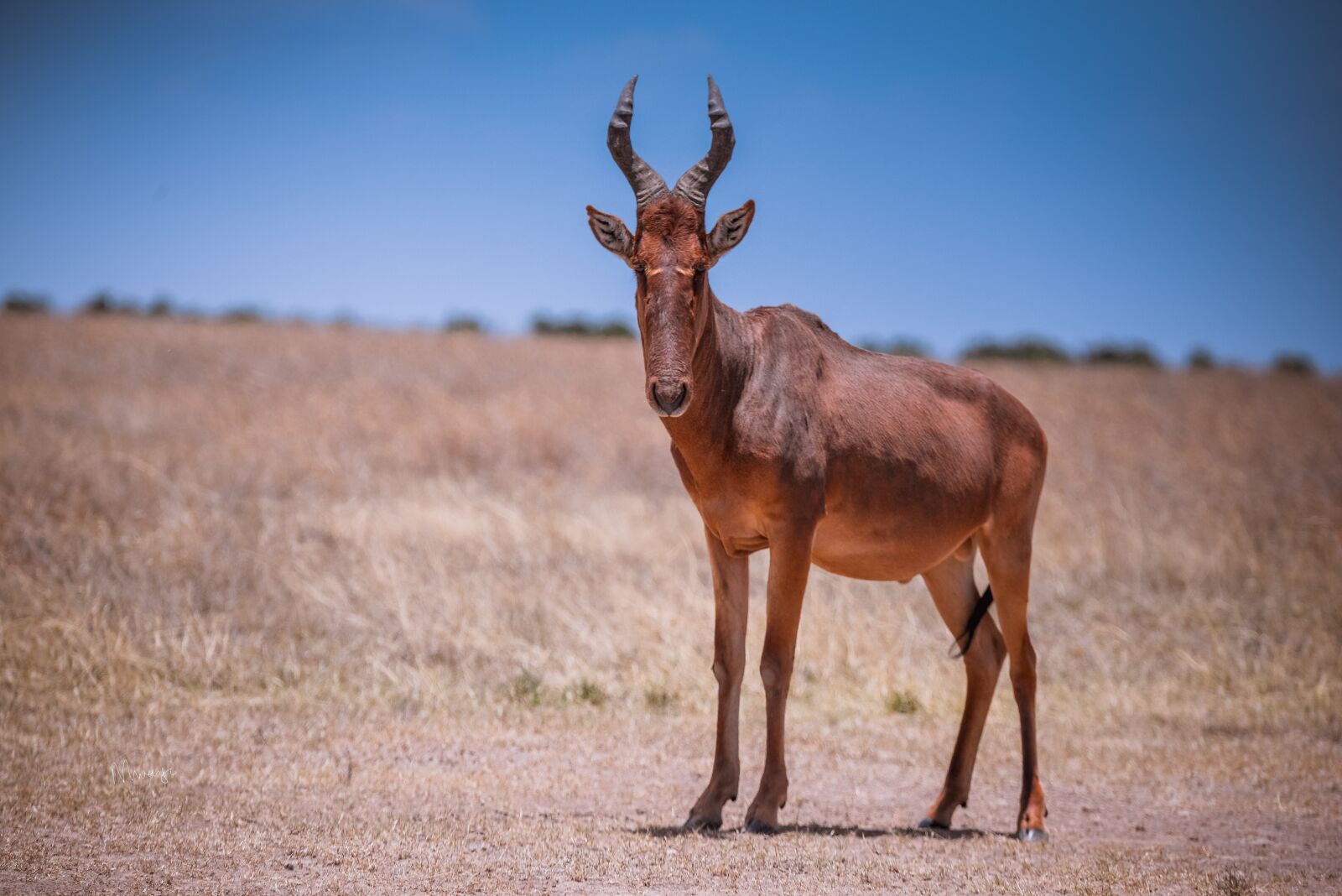 Nikon D610 sample photo. Mammal, wildlife, hartebeest photography