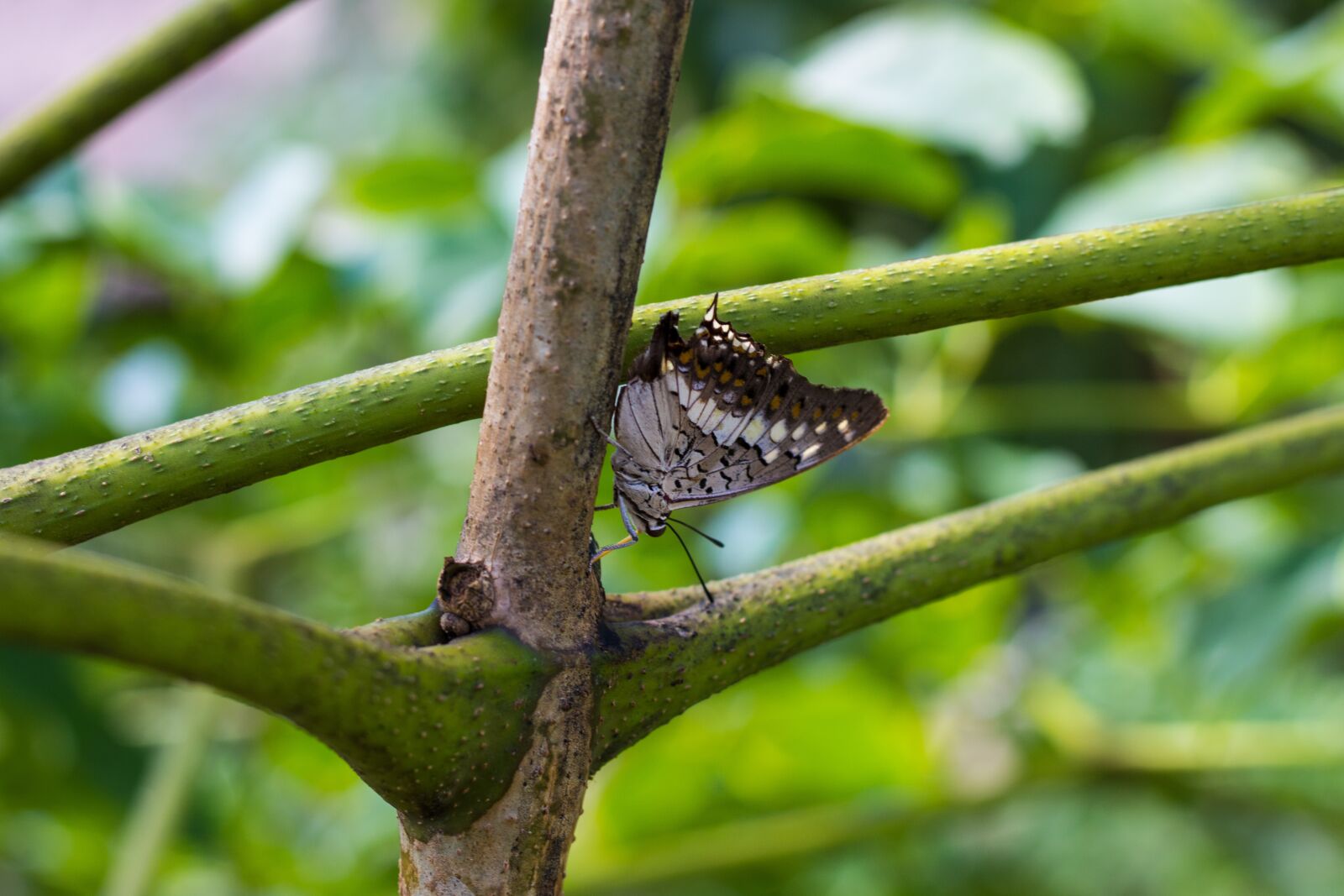 Canon EOS 700D (EOS Rebel T5i / EOS Kiss X7i) + Canon EF 50mm F1.8 STM sample photo. Tree, butterfly, nature photography