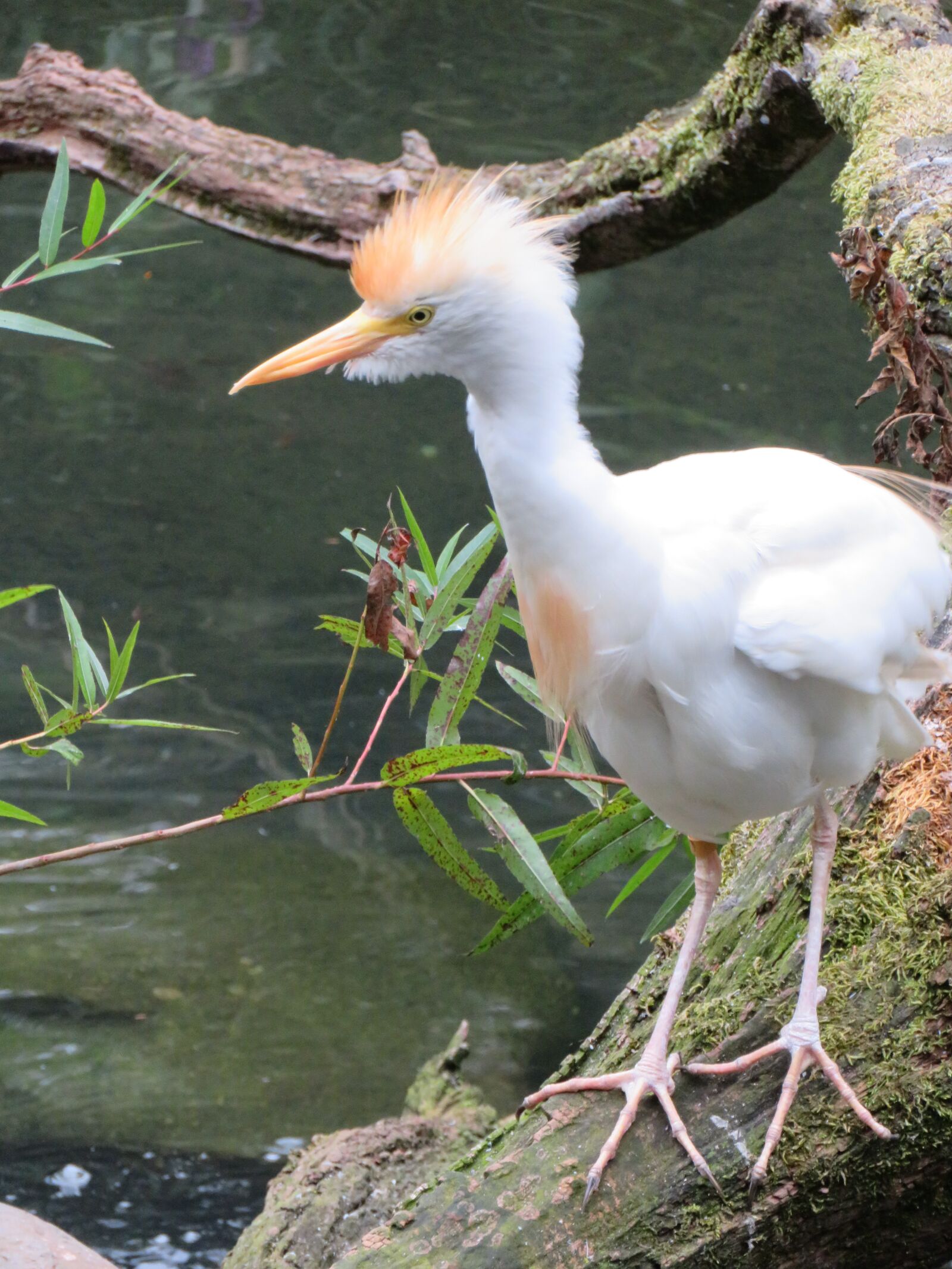 Canon PowerShot SX720 HS sample photo. Cattle, egret, bird photography