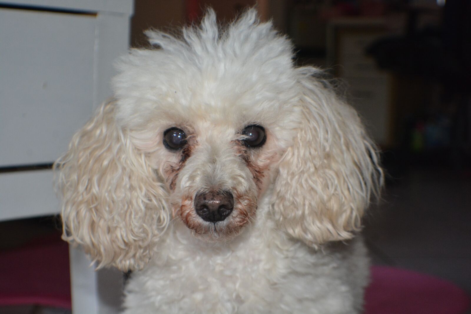 Nikon D7100 sample photo. Poodle, dog, puppy photography