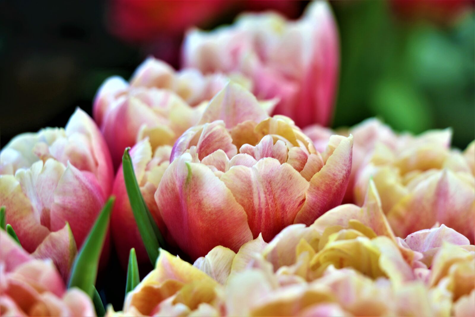 Canon EOS 77D (EOS 9000D / EOS 770D) sample photo. Tulips, flowers, spring photography