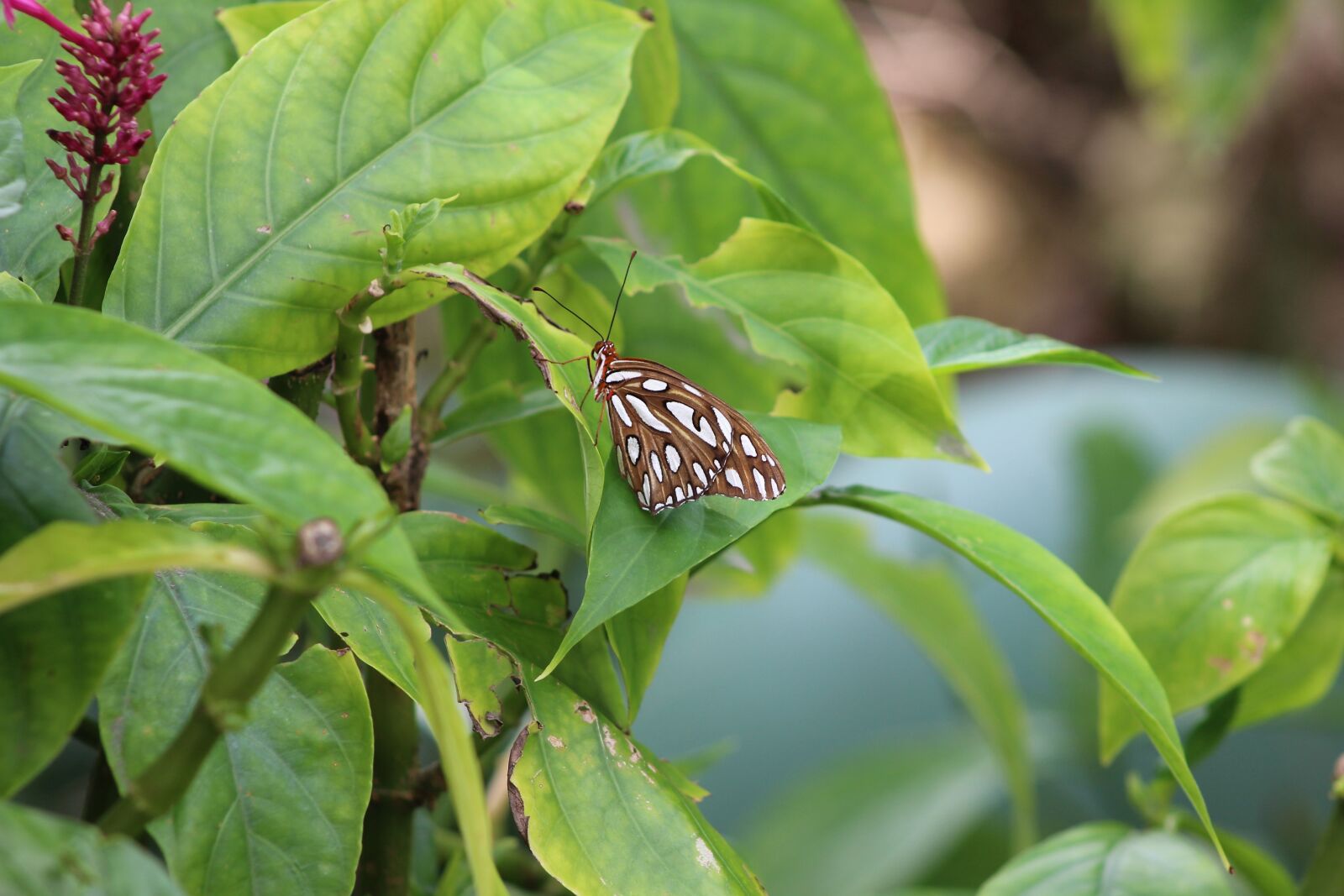 Canon EOS 1200D (EOS Rebel T5 / EOS Kiss X70 / EOS Hi) sample photo. Leaf, nature, flora photography