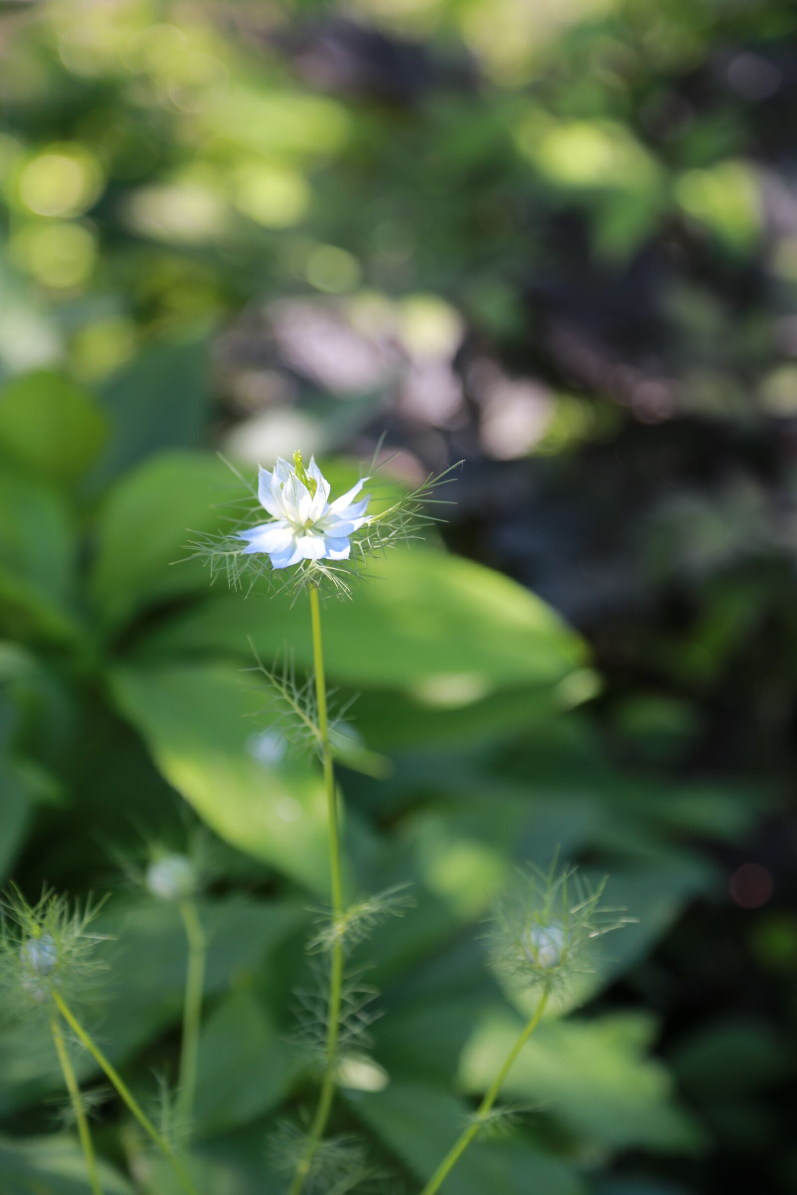 Canon EOS 6D + Canon EF 24-105mm F4L IS USM sample photo. Wildflower, flowers, nature photography