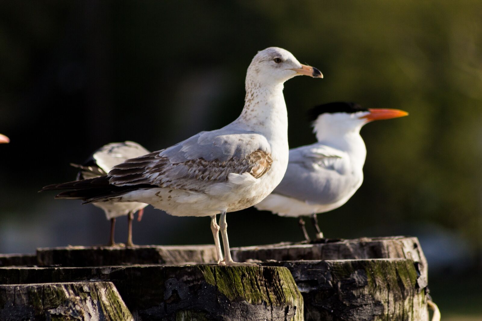 Canon EOS 600D (Rebel EOS T3i / EOS Kiss X5) sample photo. Seagulls, perched, birds photography