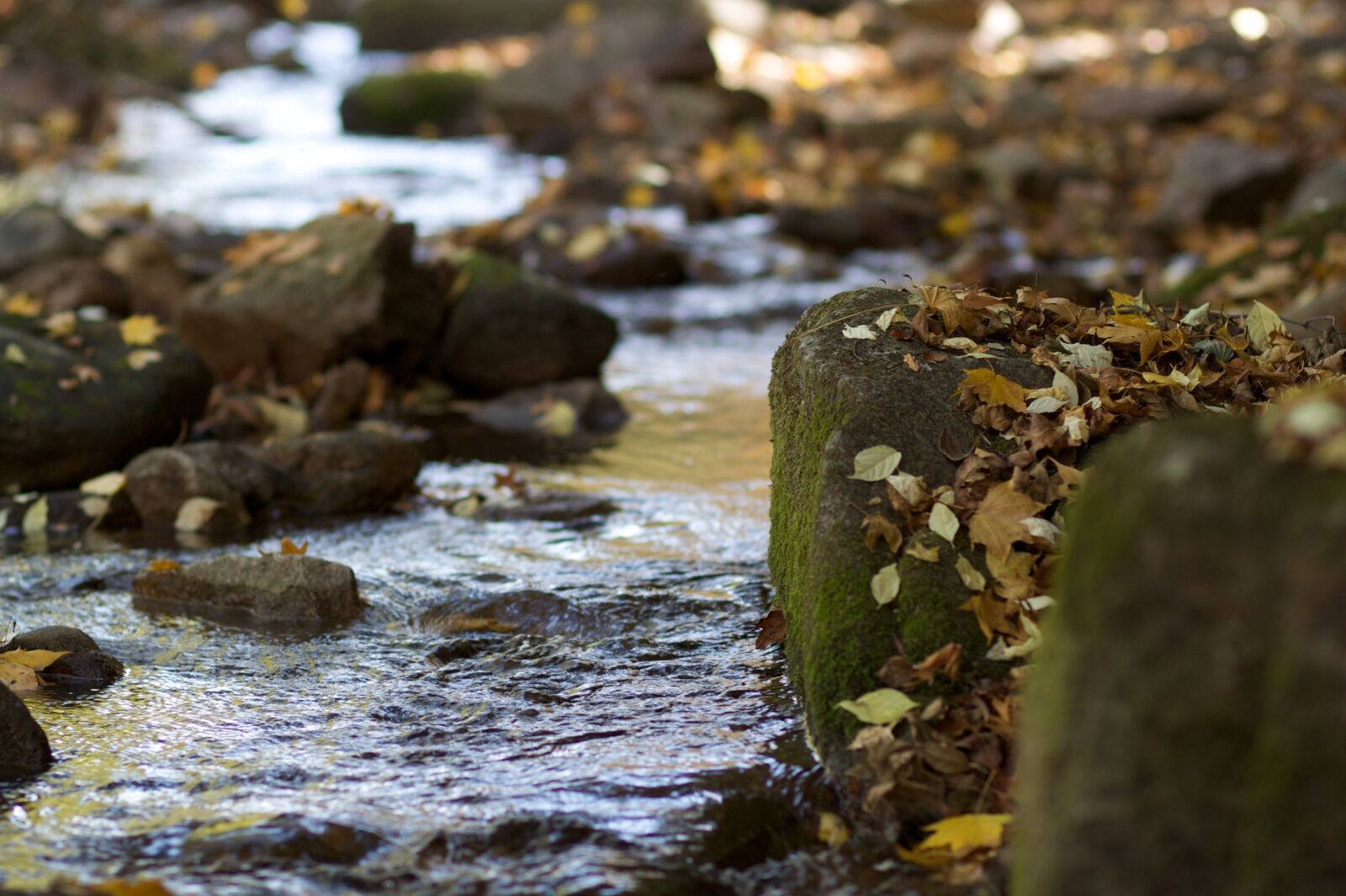 Canon EOS 500D (EOS Rebel T1i / EOS Kiss X3) sample photo. Fall, leaves, stream photography