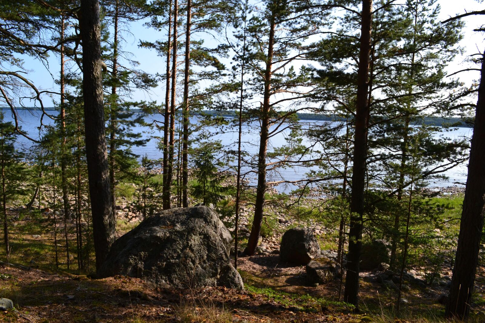 Nikon D3100 sample photo. Forest, landscape, vacation photography
